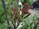 semnele infloririi (6)