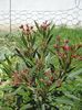 semnele infloririi (7)