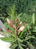 semnele infloririi (10)