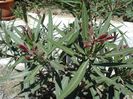 semnele infloririi (11)