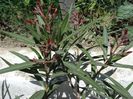 semnele infloririi (12)