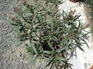 semnele infloririi (13)