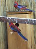 Rosella penant-platycercus elegans