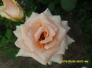 SAM_9723