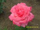 SAM_9724
