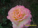 SAM_9725