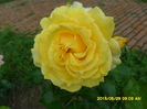 SAM_9726