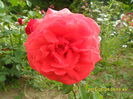 SAM_9729