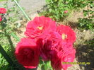 SAM_9815