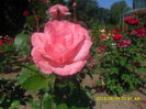 SAM_9821