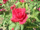 SAM_9823