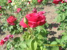 SAM_9824