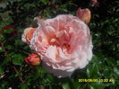 SAM_9825