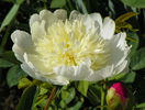 Charlies White