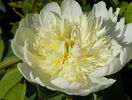 Charlies White