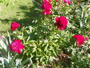 Red Charm