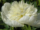 Charlies White