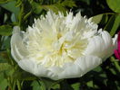 Charlies White