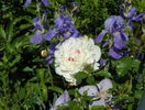 Festiva Maxima