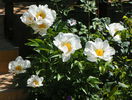 Krinkled White