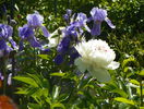 Festiva Maxima