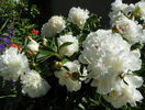 Festiva Maxima