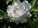 Festiva Maxima