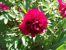 Red Charm