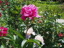 Edulis Superba