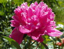 Edulis Superba