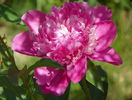 Edulis Superba