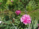 Edulis Superba