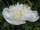 Charlies White