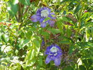 Blue Light