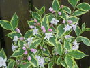 weigela variegata