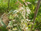 acer negundo Flamingo
