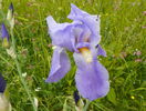iris pallida