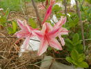 azalea Chanel