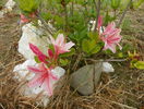 azalea Chanel