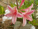 azalea Chanel