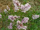 syringa Miss Kim