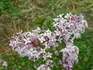 syringa Miss Kim