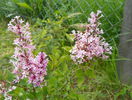 syringa Josee