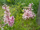syringa Josee