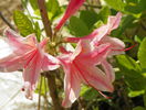 azalea Chanel