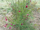 citysus Boskoop ruby
