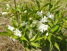 weigela candida