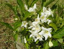 weigela candida