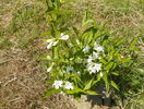 weigela candida
