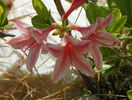 azalea Chanel